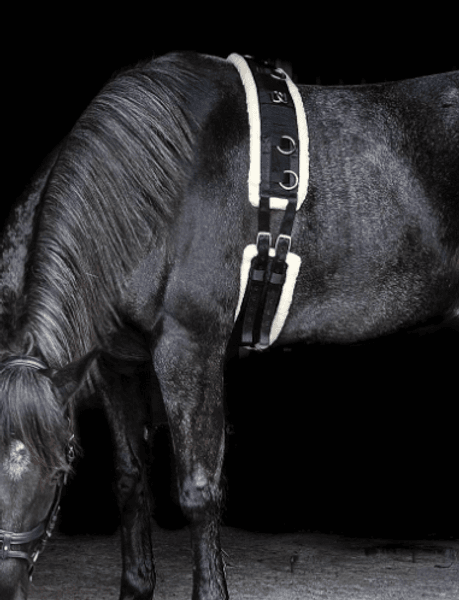 Hovedbilde Treningsgjord Globus sport